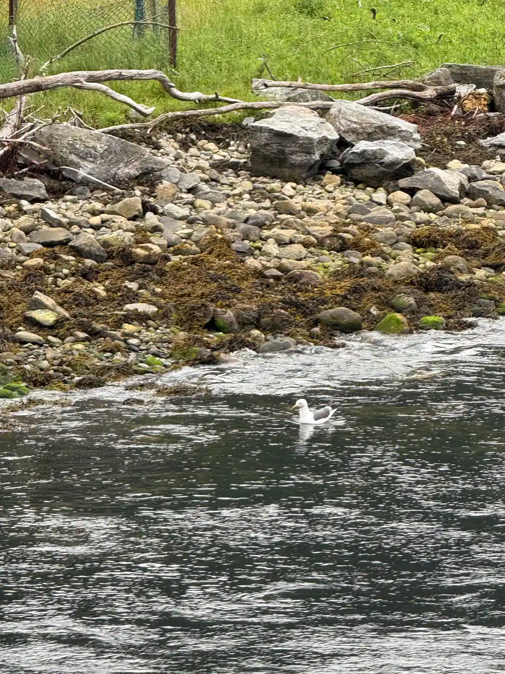 A gull on the shingle at the water edge